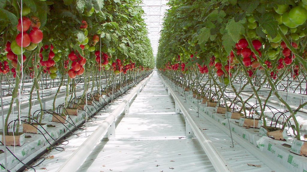 технология выращивания овощей в теплице круглый год