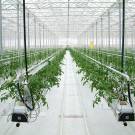 Hydroponics - a new word in the agricultural business